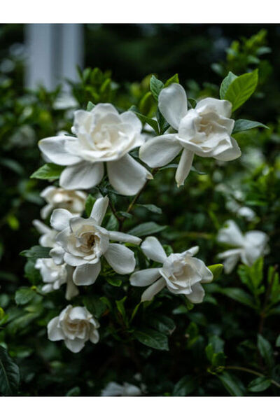 serada decor & plant Videolu 1 Adet Özel Kokulu Gardenya Çiçeği Ofis Bitkisi 25-35 Cm Saksılı Iç Mekan Bitki Gardenia