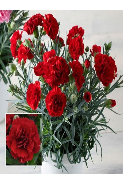 serada decor & plant Videolu Kırmızı Karanfil (15-30CM)1 Adet Saksılı Çiçekli...
