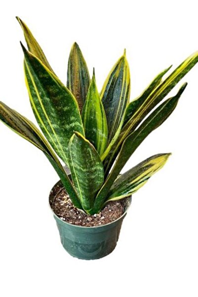 Bitkim Sende Videolu Paşa Kılıcı Peygamber Kılıç Çiçeği 1adet Saksılı/tüplü 2...