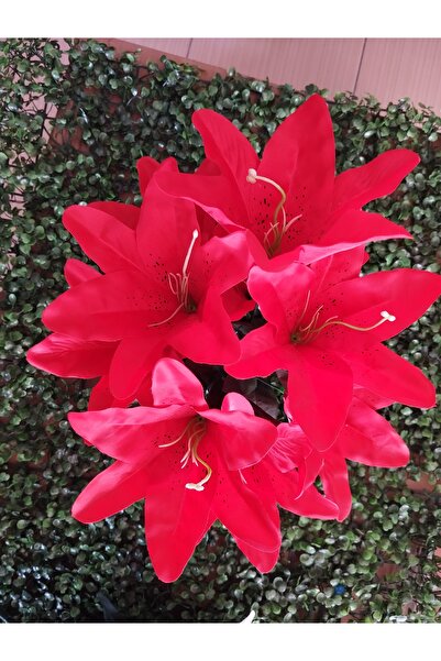 PEARSTORE 9 Μπουκέτα Zabbak για να ευχαριστήσετε τους αγαπημένους σας με τα λ...