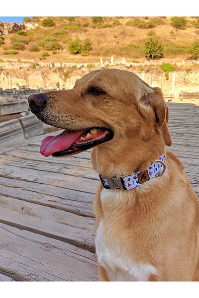 UTDpet Party Dog Collar and Travel Dispatch Strap Set (With Scarf Gift)