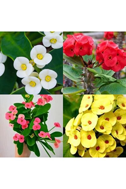 serada decor & plant Videolu 1 Adet Mini Sarı Renkli Dikenler Tacı Çiçeği 5-15cm Saksılı Çiçekli Bodur Euphorbia Milii