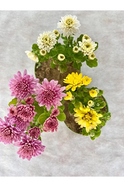 serada decor & plant Videolu 3lü Karışık Renk Mini Kasımpatı Çiçeği 10-15 Cm ...