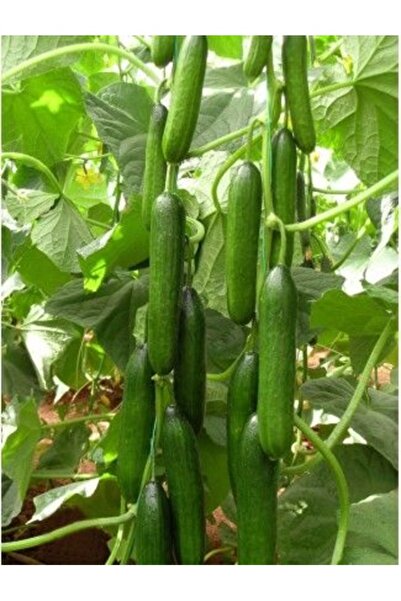 Köy Tohumları 100 Adet Tohum Organik Bahçe Antalya Sırık Salatalık Organik Ba...