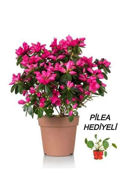 serada decor & plant Videolu Anneler Gününe Özel Pilea Çiçeği Hediyeli Açelya...