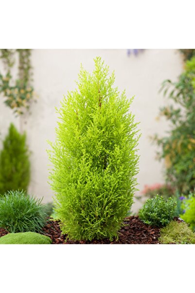 bahçevilya Limon Servi - Limon Çamı 30 cm Viyolde