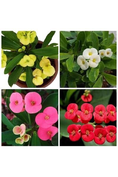 serada decor & plant Videolu 4'lü Kırmızı/pembe/beyaz/sarı Dikenler Tacı Çiçeği 5-15 Cm Saksılı Çiçekli Milli Euphorbia