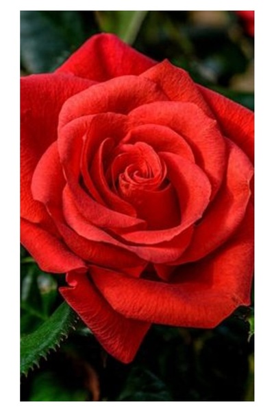 Köy Tohumları 20 Adet Tohum Nadir Organik Kırmızı Sarmaşık Gül Kabir Mezar Gü...