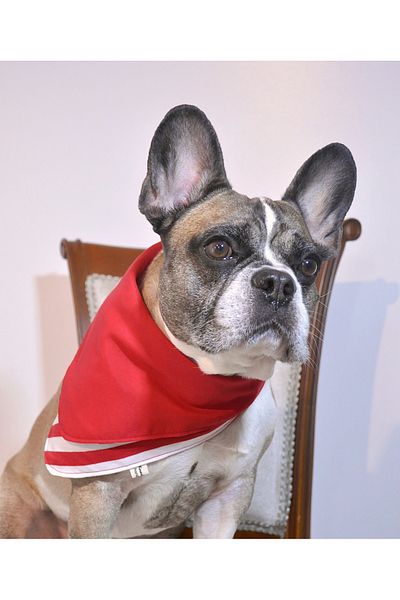 minart design RED STRIPED DOUBLE SIDED BANDANA FOR CATS AND DOGS WITH STRAP DETAIL
