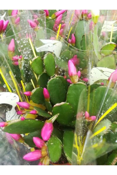 Bitkim Sende Videolu Pembe Yılbaşı Çiçeği 1 Adet Saksılı 15-25cm Iç Mekan Ev Salon Bitkisi(SCHLUMBERGERA PİNK)
