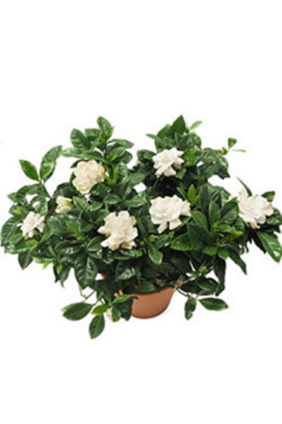 serada decor & plant Videolu Anneler Gününe Özel Gardenya (30 50 CM)1 Adet Sa...