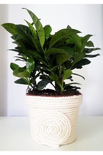 serada decor & plant Videolu Anneler Gününe Özel Gardenya (25 40 CM)1 Adet Sa...