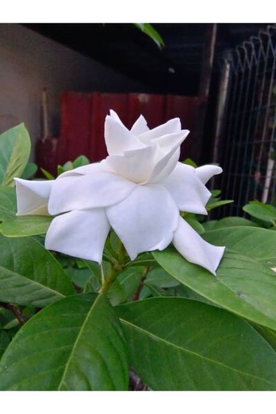 serada decor & plant Videolu 1 Adet Salon Hediyesi Mis Kokulu Gardenya Çiçeği 20-40 Cm Saksılı Iç Mekan Gardenia