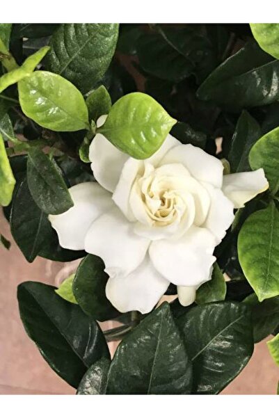serada decor & plant Videolu 1 Adet Ofis Hediyesi Mis Kokulu Gardenya Çiçeği ...