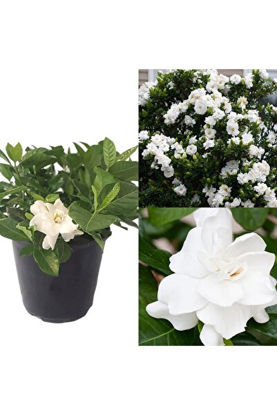 serada decor & plant Videolu 1 Adet Salon Hediyesi Müthiş Kokulu Gardenya Çiç...