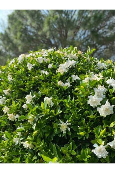 serada decor & plant Videolu Kokulu Gardenya Çiçeği (40 60 CM)1 Adet Saksılı ...