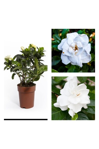serada decor & plant Videolu 1 Adet Salon Hediyesi Yoğun Kokulu Gardenya Çiçe...
