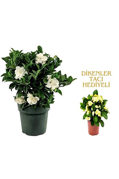 serada decor & plant Videolu 1 Adet Kadınlar Günü Özel Mis Gardenya Çiçeği 20...