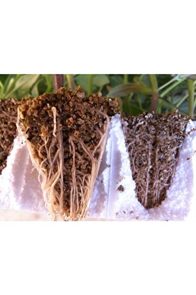 Asenya Vermikülit 1 Litre Toprak Düzenleyici Maden Vermi Külit Madeni Tohum Fide Çimlendirme Vermikülit