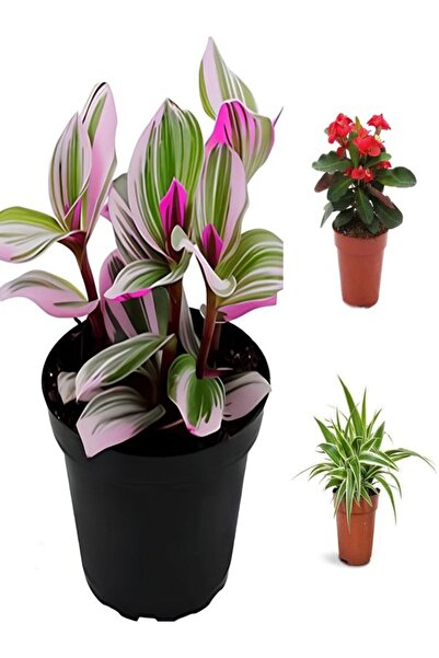 Bitkim Sende Videolu Pembe Telgraf-Milli Dikenler Tacı-Kurdele Çiçeği 3ADET Saksılı 10-20Cm Mini Salon Bitki Seti