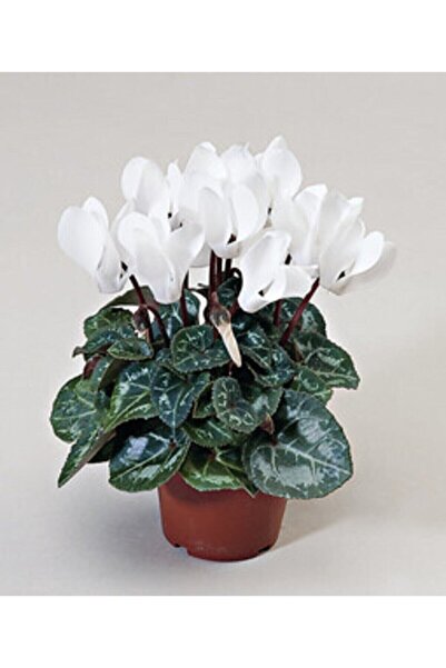 Bitkim Sende Videolu Beyaz Sıklamen Çiçeği 1 Adet Saksılı 15-25cm Iç Mekan Salon Balkon Bitkisi(CYCLAMEN)
