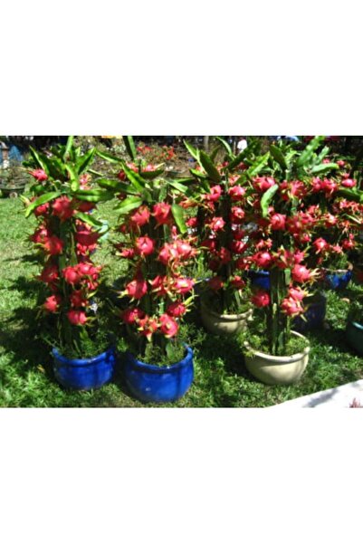 Köy Tohumları 50 Adet Tohum Organik Nadir Tropikal Saksılık Pitaya Ağaç Saksı...