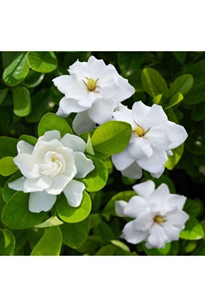 serada decor & plant Videolu 1 Adet Ofis Hediyesi Mis Kokulu Gardenya Çiçeği ...