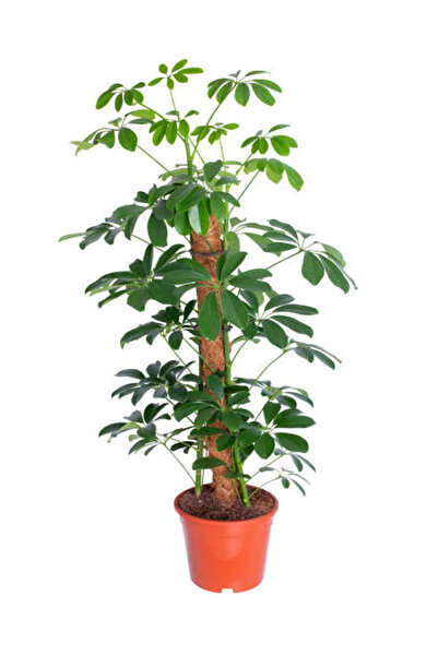 serada decor & plant Videolu Şeflera Şemsiye Ağacı (20 40 CM)1 Adet Saksılı I...