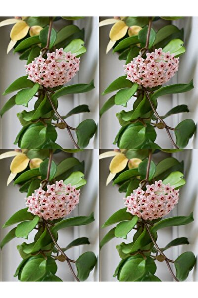 serada decor & plant Videolu Mum Çiçeği Bitkisi (50 70 CM)4 Adet Saksılı Iç M...