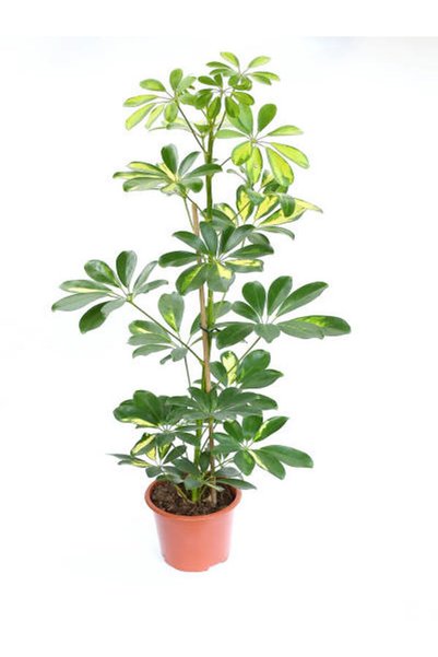 serada decor & plant Videolu 5 Parmak Şeflera Bitkisi (60 80 CM)1 Adet Saksıl...