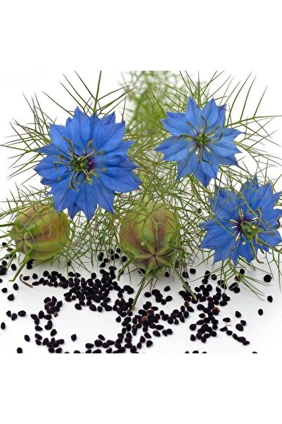 AnamurNaturel Karışık Renkli Çörek Otu Çiçeği Tohumu (100 tohum)