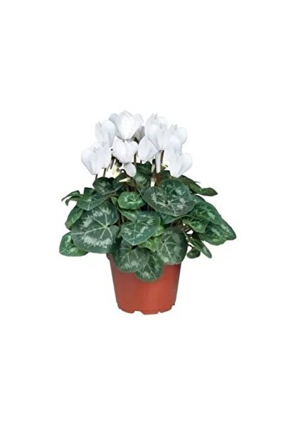 Bitkim Sende Videolu Beyaz Sıklamen Çiçeği 1 Adet Saksılı 15-25cm Iç Mekan Salon Balkon Bitkisi(CYCLAMEN)