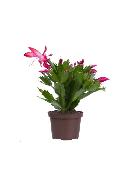 Bitkim Sende Videolu Pembe Yılbaşı Çiçeği 1 Adet Saksılı 15-25cm Iç Mekan Ev Salon Bitkisi(SCHLUMBERGERA PİNK)