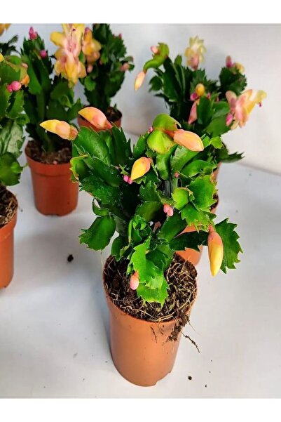 Bitkim Sende Videolu Sarı Yılbaşı Çiçeği Fidanı 1 Adet Saksılı 10-20cm Iç Mekan Salon Ev Bitkisi (RHİPSALİDOPSİS)