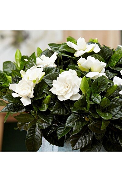 serada decor & plant Videolu 1 Adet Yoğun Kokulu Gardenya Çiçeği 20-35 Cm Sak...