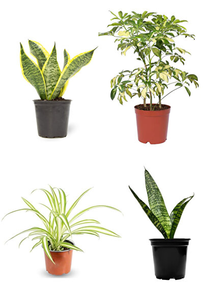serada decor & plant Videolu 4'lü Hava Temizleyen Bitki Seti (PAŞA KILICI/ŞEFLERA/KURDELE) Çiçeği 15-40 Cm Saksılı