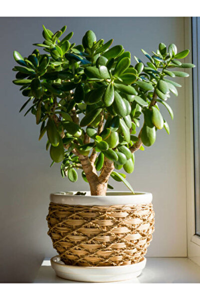 serada decor & plant Videolu Kadınlar Gününe Özel Para Ağacı (10 30 CM)1 Adet...