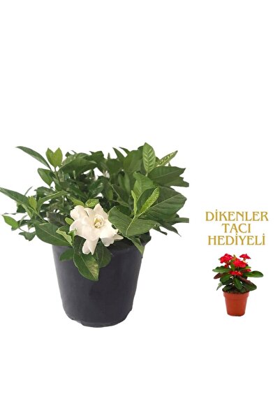 serada decor & plant Videolu 1 Adet Kadınlar Gününe Özel Gardenya Çiçeği 20-3...