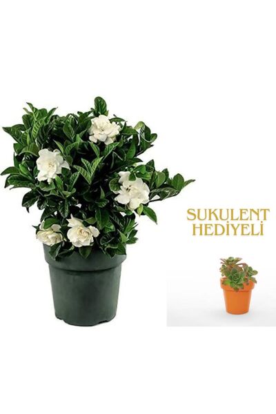 serada decor & plant Videolu 1 Adet Anneler Gününe Özel Gardenya Çiçeği 20-30...
