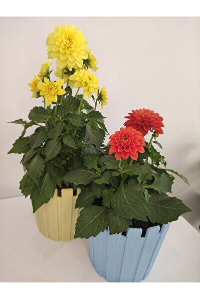 serada decor & plant Videolu 2'li Kırmızı/sarı Yıldız Dahlia Çiçeği 15-30 Cm ...