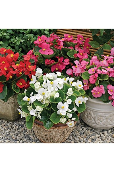 serada decor & plant Videolu Şeker Begonya Küçük Hanım (5 15 CM)3 Adet Karışı...