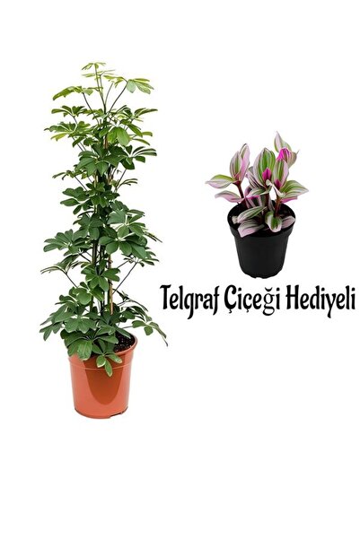 Bitkim Sende Videolu Yeşil Şeflera Bitkisi(80-100Cm) Telgraf Çiçeği Hediyeli ...