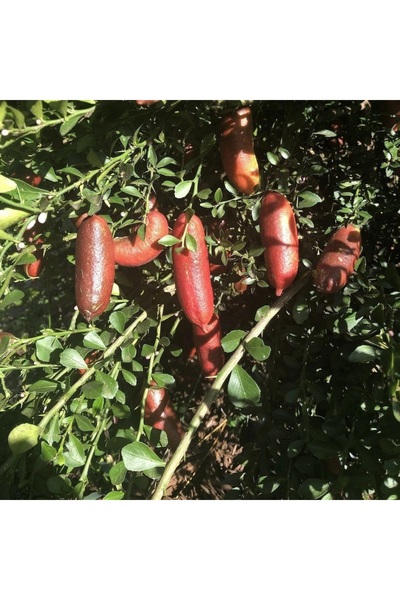 The Best Online Kırmızı Finger Lime (Parmak) Limon Fidanı, +100 cm, 3 Yaş