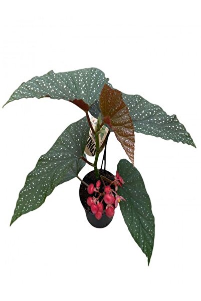 Bitkim Sende Videolu Çilli Begonya Çiçeği 1 Adet Saksılı 30-50 Cm Saksılı Iç ...