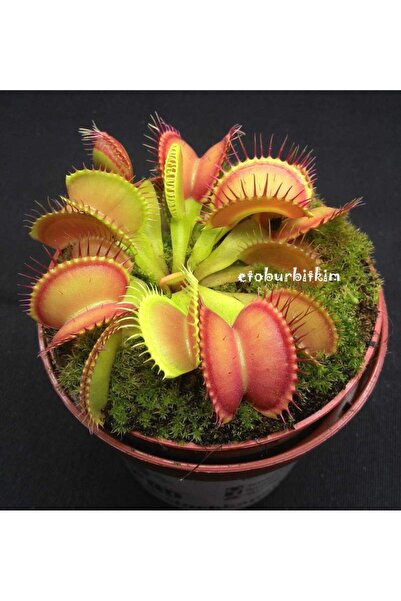 ZENGARDEN EV VE BAHÇE Etobur Bitkim Karışık Türler Sinek Kapan Venüs Bitki Tohum Kiti Taptaze Tohum