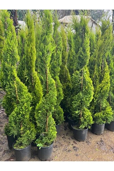 Genel Markalar SPİRAL LİMONİ SELVİ BOY 200-230 CM