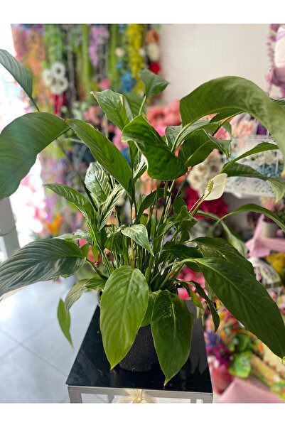 KÜBRA Barış Çiçeği Canlı Salon Süs Bitkisi