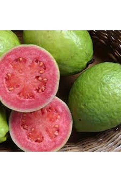 YAĞMUR BOTANİK Guava Kaymak Ağacı Fidanı 100 Cm