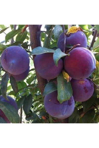 YAĞMUR BOTANİK Anjelika Eriği 2 Yaş Tüplü