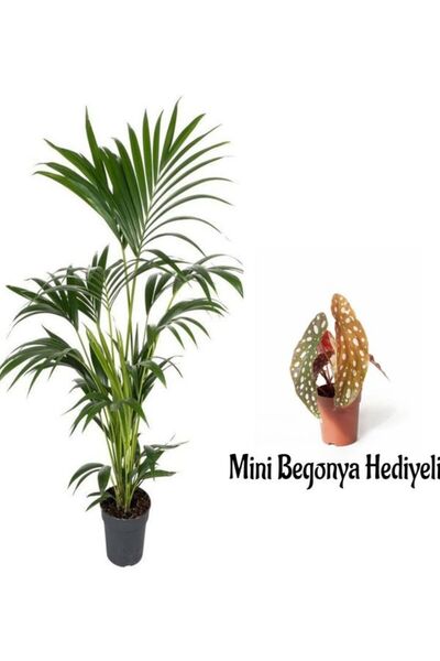 Bitkim Sende Videolu Yeşil Benjamin Bitkisi(80-100Cm) 1 ADET Saksılı Yılbaşı ...